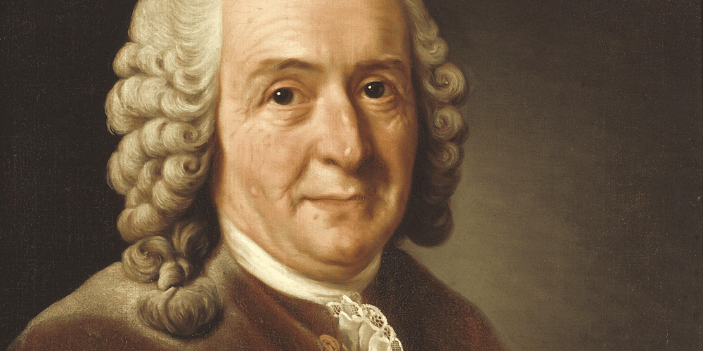 A painting of Carl Linnaeus